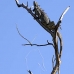 iguana_green_gc_v_0008_cay0791.jpg